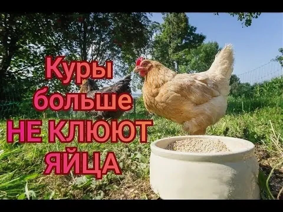 Как отучить кур клевать. Куры клюют яйца. Средство от расклева яиц курами. От расклева яиц помогает.