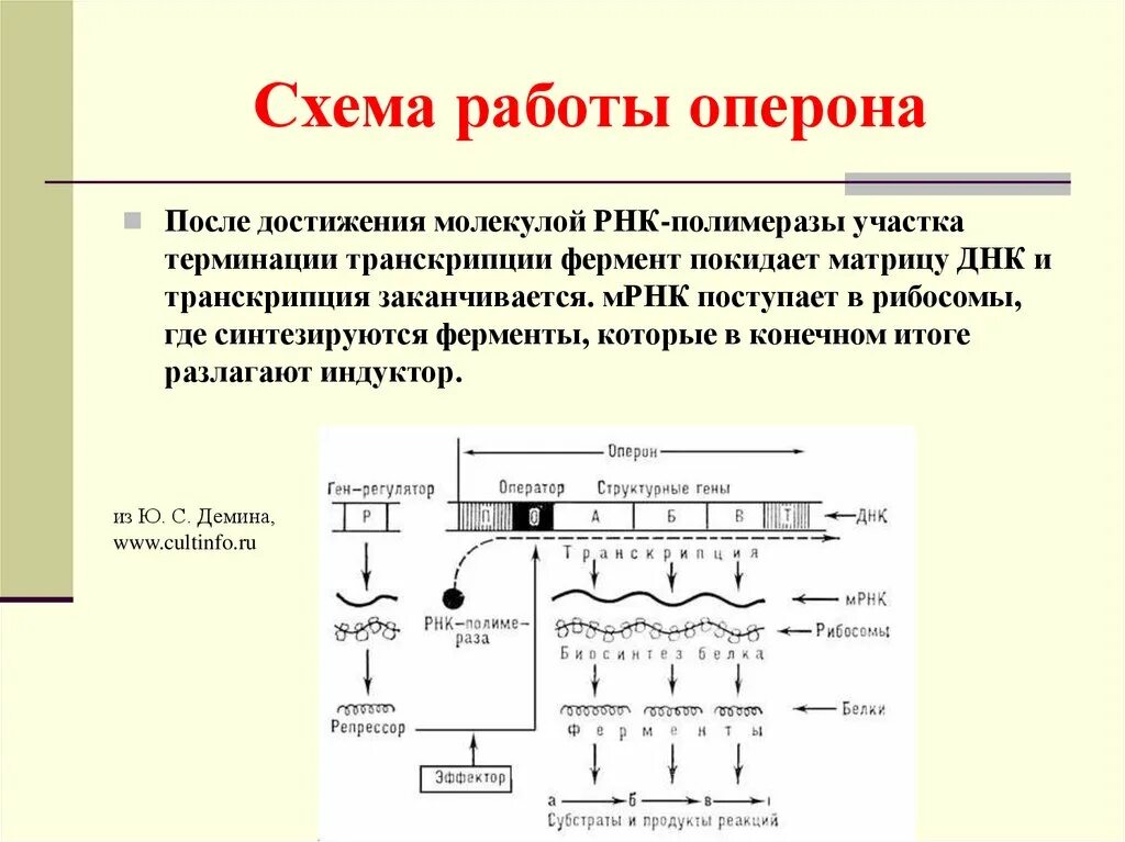 Стр моно. Структура оперона . микробиология. модель оперона схема. лактозный оперон схема с описанием. лактозный оперон схема транскрипции.