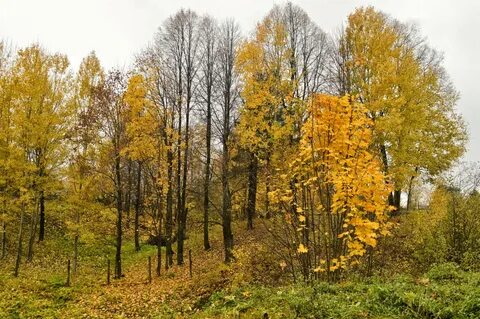 Осень 9 класс