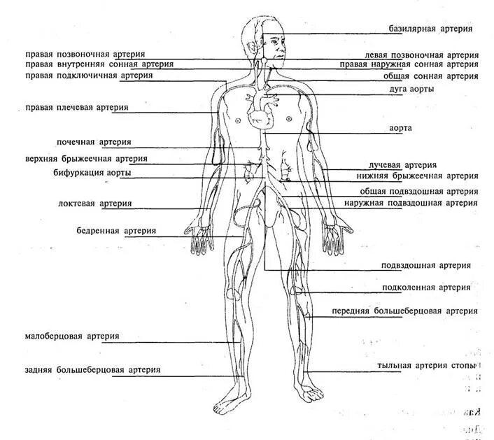 Схема артерий и вен