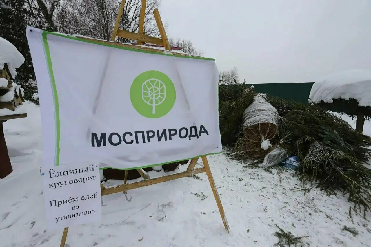 Пункт елочный круговорот. Елочный круговорот 2021. Сдавать новогодние елки в переработку. Пункт приема елок. Пункт елочный круговорот.
