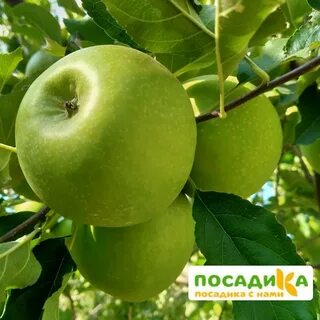 Яблоня смит