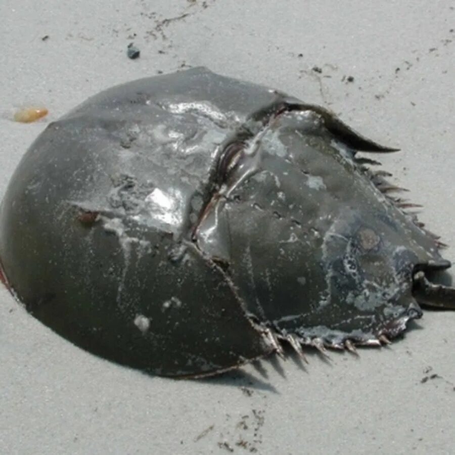 Мечехвост ареал. Панцирный мечехвост. жук мечехвост. horseshoe crab мечехвост. черноморский скат мечехвост.