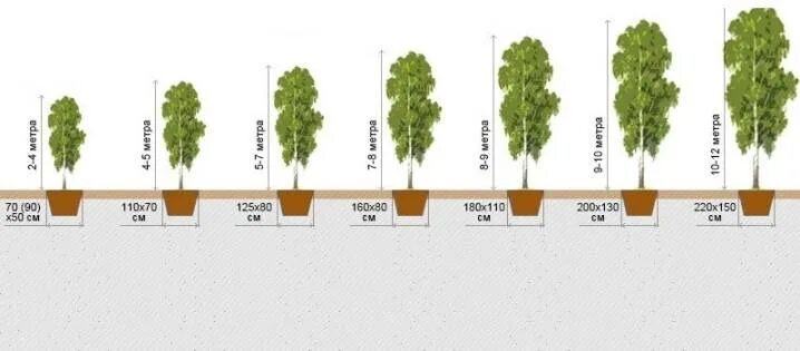 Какое деревце будет расти быстрее и развиваться. Береза бородавчатая размер крона. Береза высота взрослого дерева. Скорость роста березы по годам. Скорость роста березы в год.