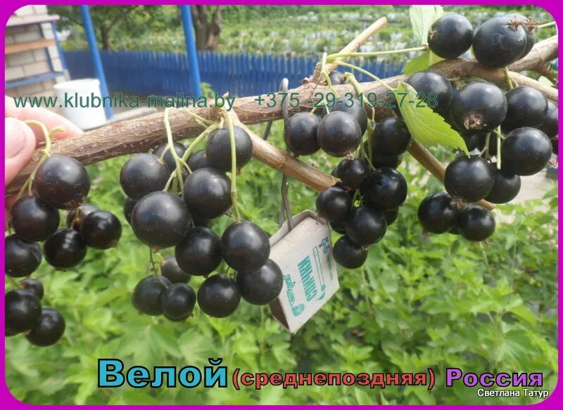 Смородина сорт велой. Смородина велой.