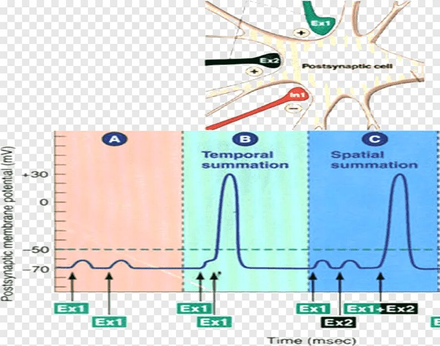 Мембранный постсинаптический потенциал. Мембранный потенциал нейрона. Деполяризация мембраны нейрона. Мембранный потенциал нервной клетки.