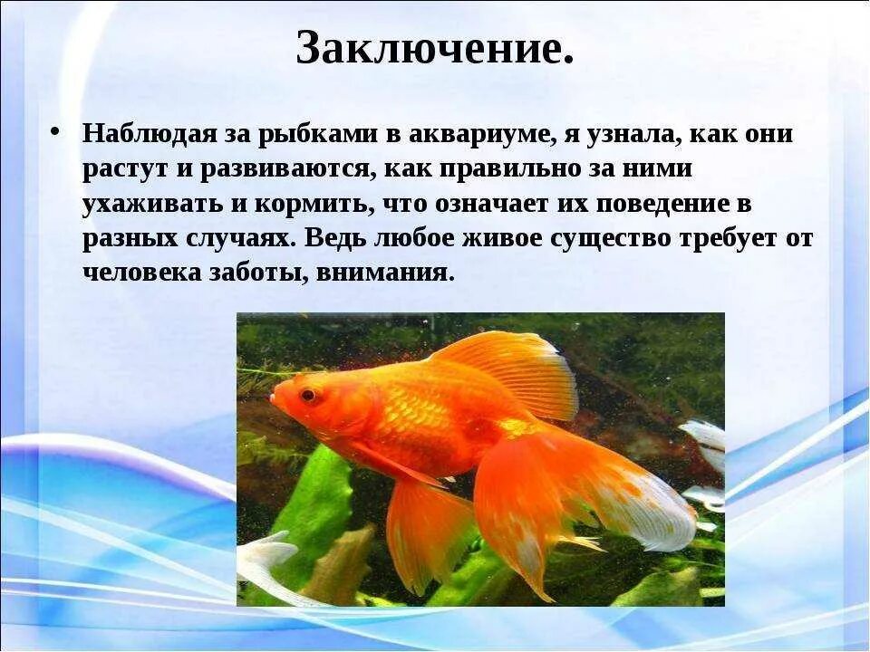 Рассказ рыбки в аквариуме. Сведения об аквариумных рыбках. Золотая рыбка описание. Рассказ рыбки в аквариуме. Рассказ рыбки в аквариуме.