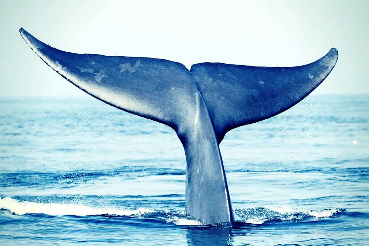 Ласты китообразных. Плавник горбатого кита. Хвост кита. Хвосты китов. Китовый хвост.