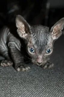 Котенок сфинкса отдам