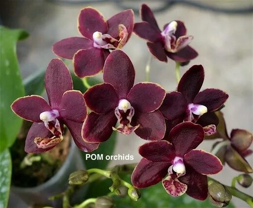 Phal Leopard Prince es: Экзотическая Леопардовая Орхидея Зеленый рай Фотогалерея