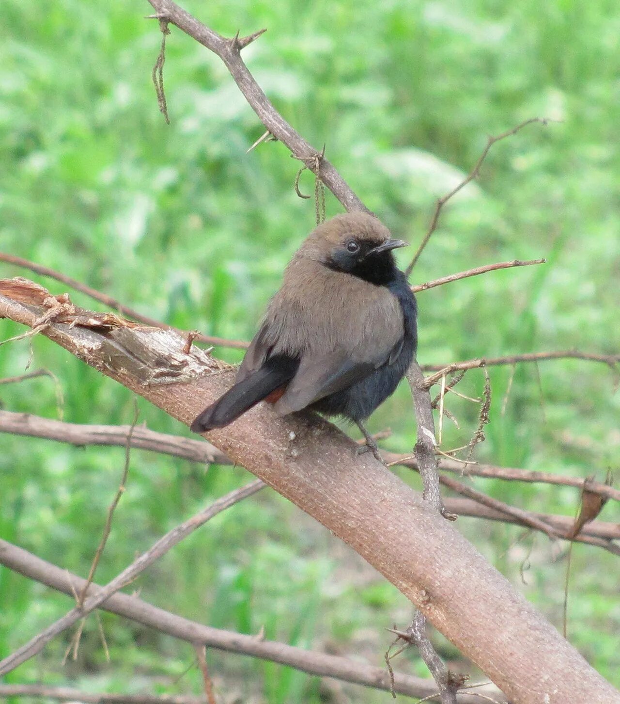 Маленькие темные птицы. Маленькая черная птичка. Коричневая птичка. Птицы коричневого окраса. Коричневая птица с черным хвостом.