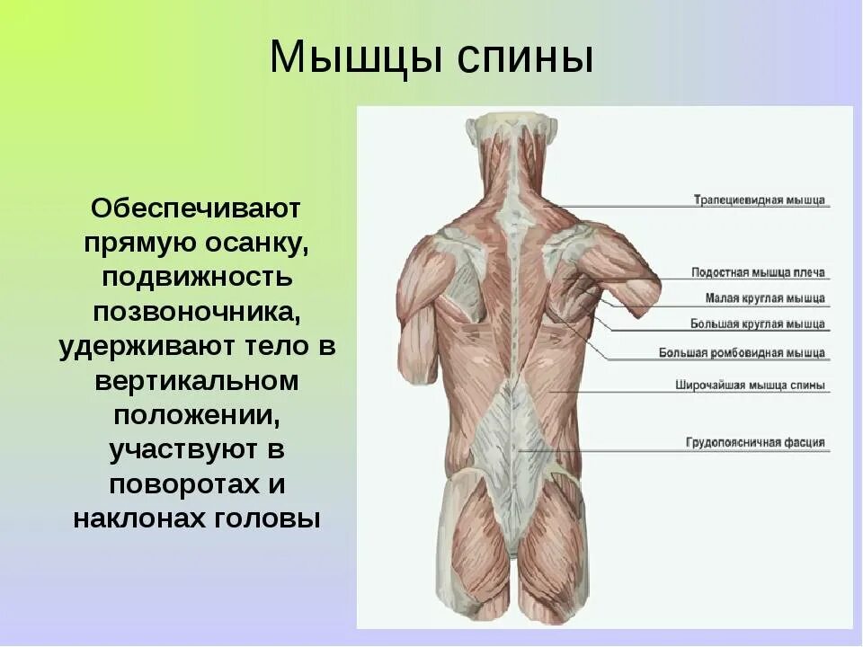 Прямая поясница. Мышцы спины строение и функции анатомия. Функции мышц спины человека. Мышечная система спины.