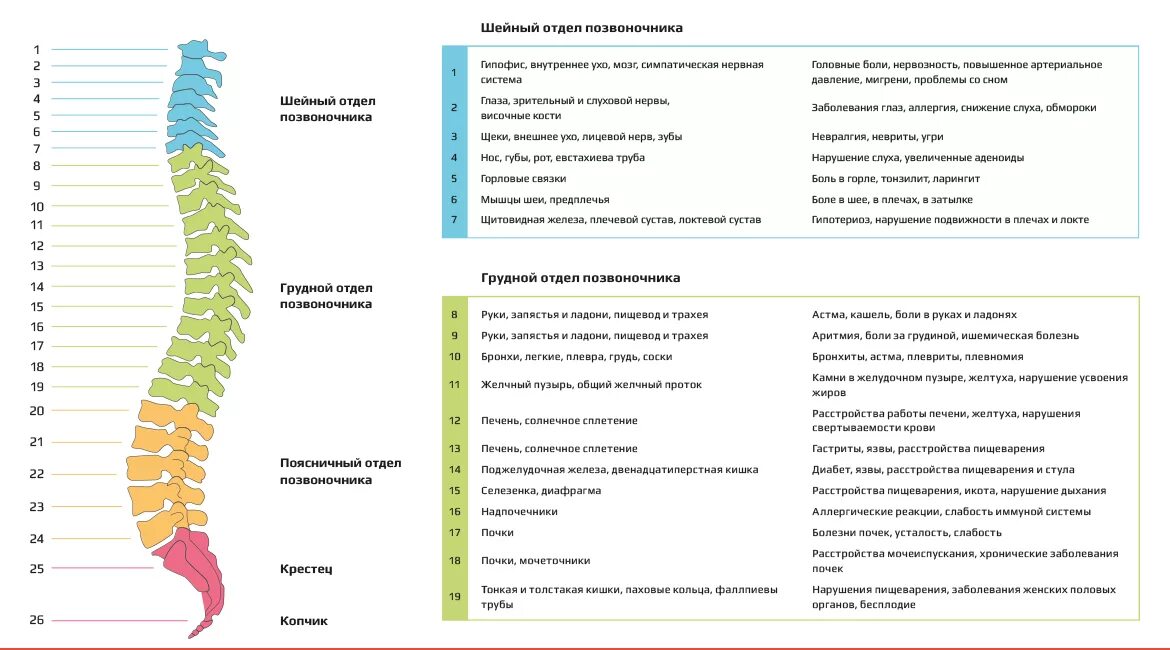 Боль в грудном отделе позвоночника. Позвонки поясничного отдела и органы. Схема пояснично-крестцового отдела позвоночника. Синдромы заболевания позвоночника грудной отдел. Схема расположения грудных позвонков.