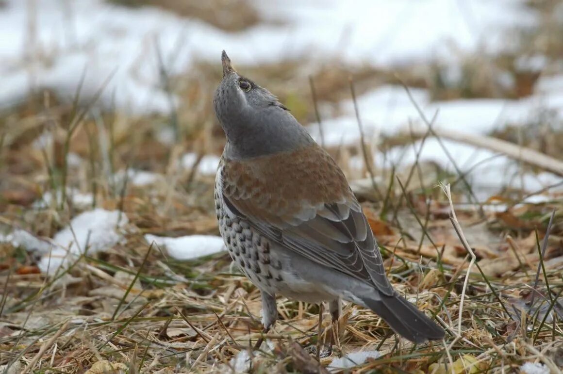 Рябинник (turdus pilaris. Дрозд в Сибири. Дрозды в Хакасии. Дрозды в ХМАО.