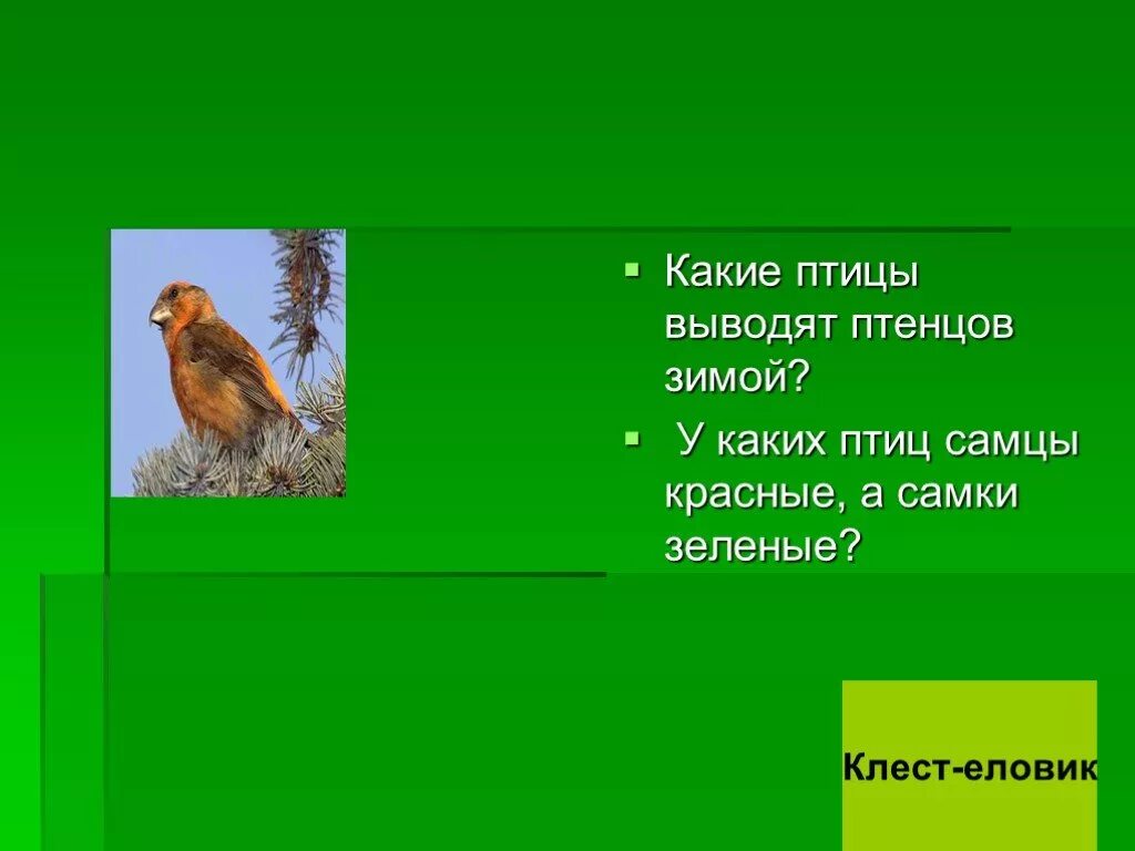 Какие птицы выводят птенцов зимой. Какие птицы выводят птенцов зимой в России. У каких птиц самцы красные а самки зеленоватые. Птица самец красный самка зеленая.