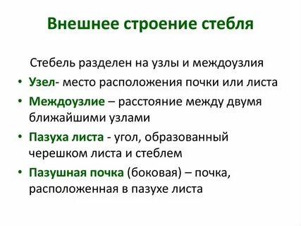 Какое значение в жизни растений имеет стебель