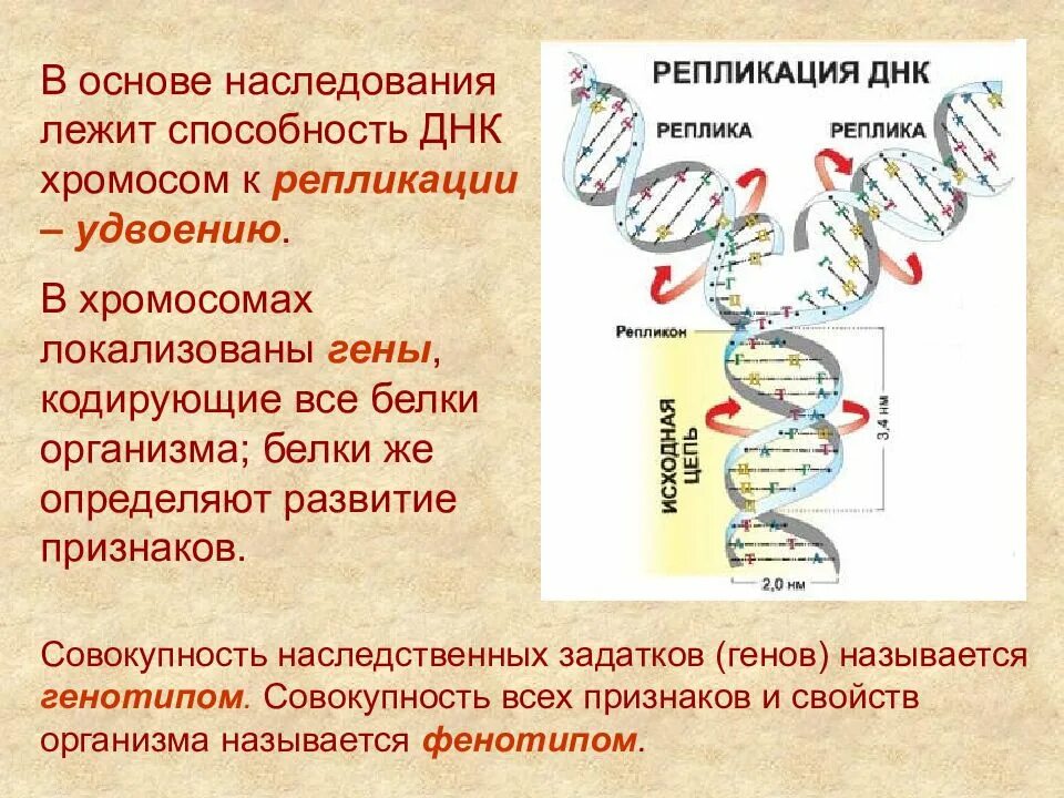 Значение репликации. Репликация днк хромосом. гены кодирующие белки. дочерние хромосомы это. репликации хромосомной днк.