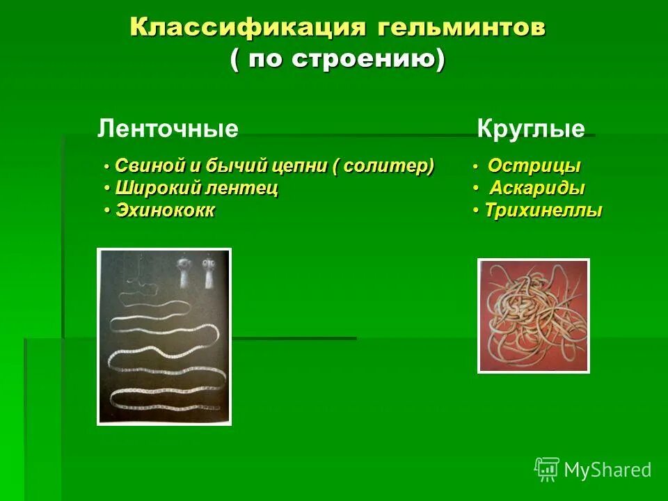 Как получить гельминта