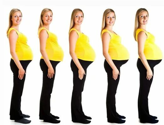 Когда первая беременность начнет расти. Рост живота. Как растет живот. Рост живота при беременности. Живот по неделям беременности.