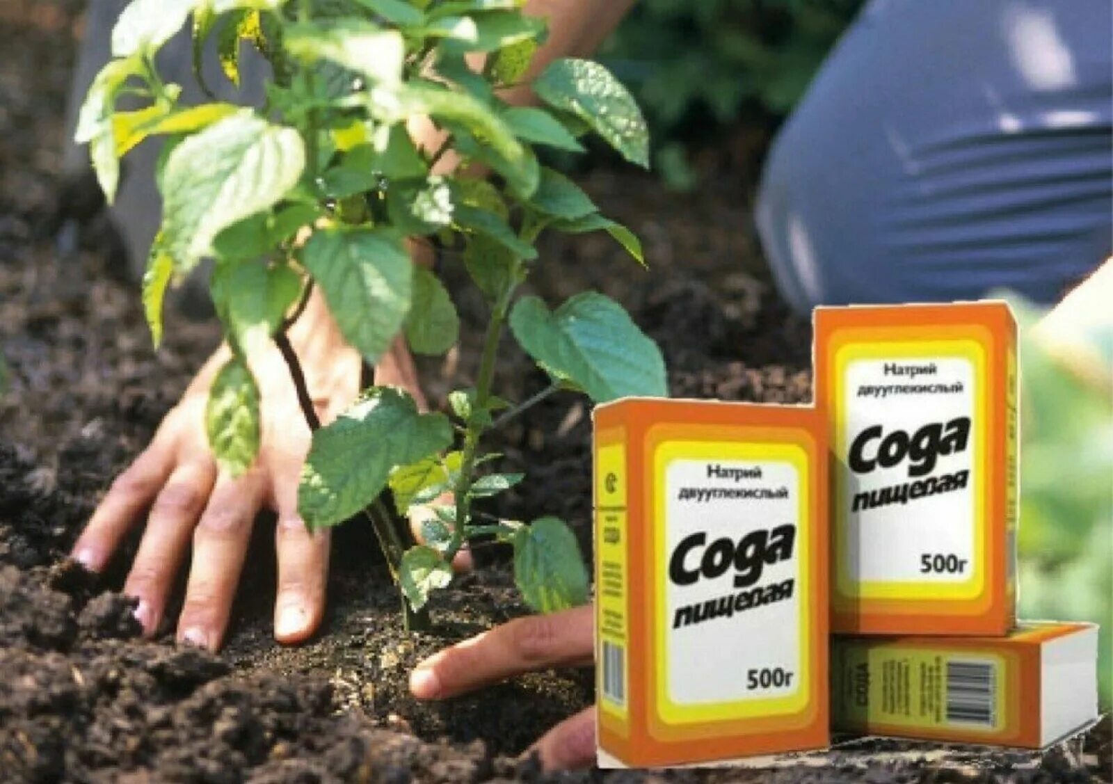 Сода на грядке. Сода пищевая. Сода на приусадебном участке. Сода на грядке. Сода в огороде.
