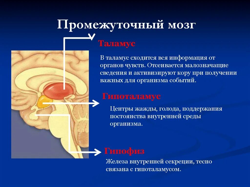 Гипоталамус содержит центры голода и жажды. Метаталамус промежуточного мозга функции. Таламическая область промежуточного мозга. Промежуточный мозг таламус. Промежуточный мозг субталамус.