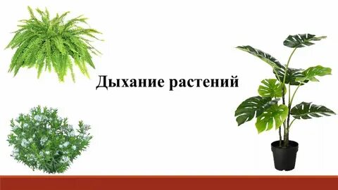 Дыши трава