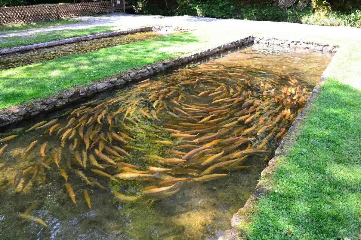 форелевое хозяйство мзымта. племенной форелеводческий завод адлер. форелевое хозяйство сайт. форелевая ферма сочи. форелевая ферма сочи.