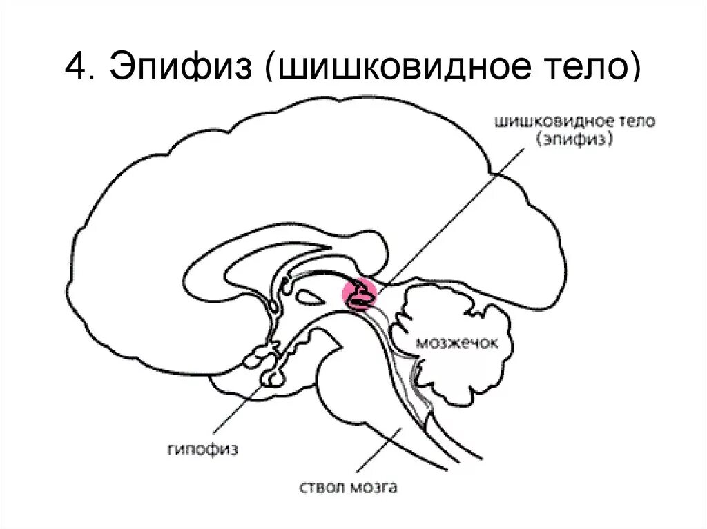 Шишковидная железа. Эпифиз строение анатомия. Эпифиз железа строение. Схема строения эпифиза. Шишковидная железа расположение.