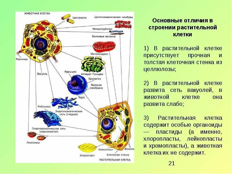 Вывод растительные и животные клетки. Строение растительной клетки органоиды. Клеточное изображение органоидов животных и растений строение. Органеллы растительной и животной клетки. Различие органоидов животной и растительной клетки.