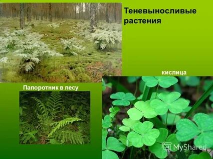 Примеры теневыносливых растений