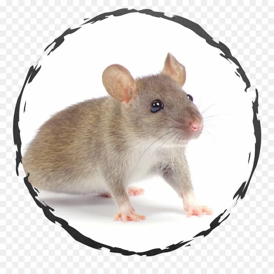 Круг мышь. Мышь на белом фоне. Крыса без фона. Круглая мышь. Крыса на белом фоне.