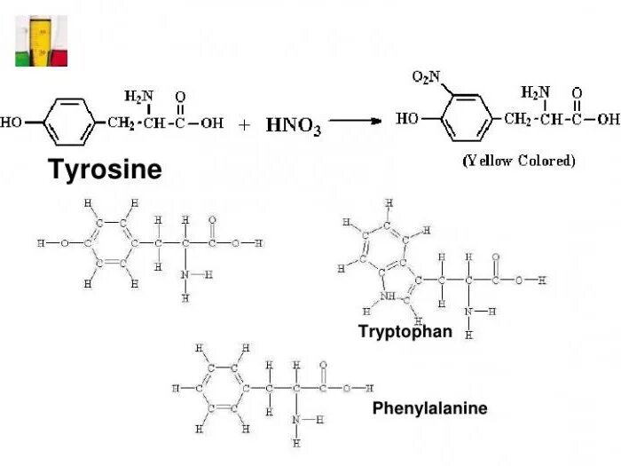 Белки с азотной кислотой. Ксантопротеиновая реакция триптофан. Тирозин + hno2. Триптофан с азотной кислотой. Белки ксантопротеиновая реакция формула реакции.