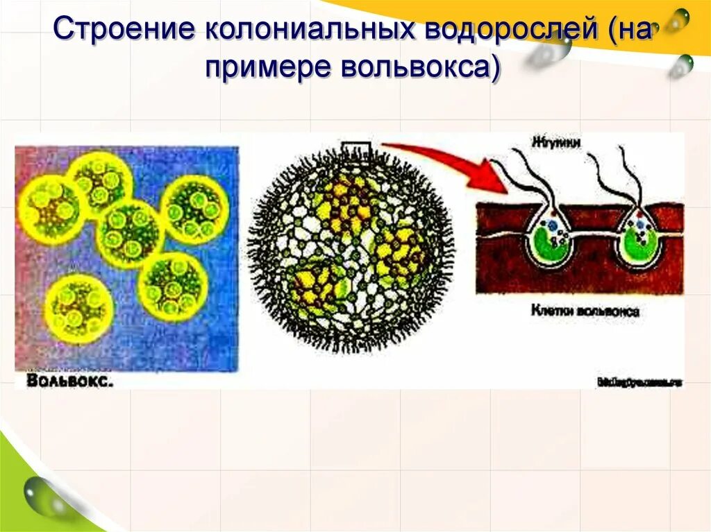 Сообщение об открытии животной клетки колониальных животных. Колониальные водоросли вольвокс. строение колониальных водорослей (на примере вольвокса). volvox aureus строение. вольвокс тип питания.