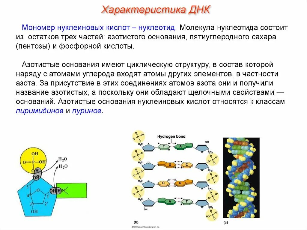 Характеристика молекулы ДНК. Мономер ДНК. Мономер ДНК состоит из. Мономеры ДНК нуклеотиды.