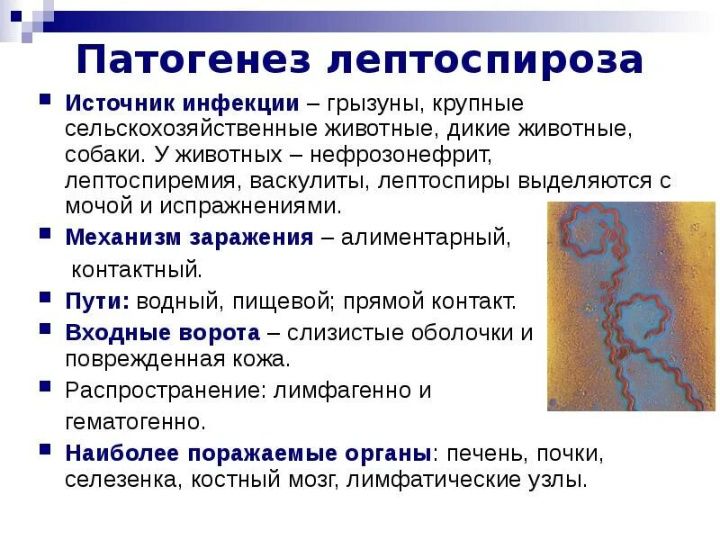 Источник лептоспироза