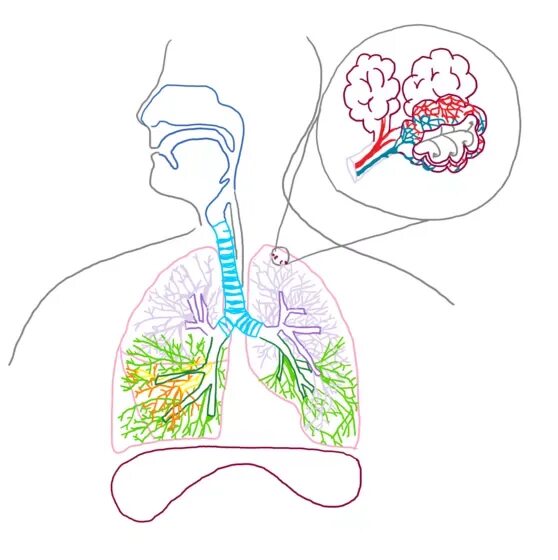 Дыхание с помощью легких впервые появляется у. Дыхательная система раскраска для детей. Дыхательная система рисунок. Дыхательная система без подписей. Нарисовать дыхательную систему.