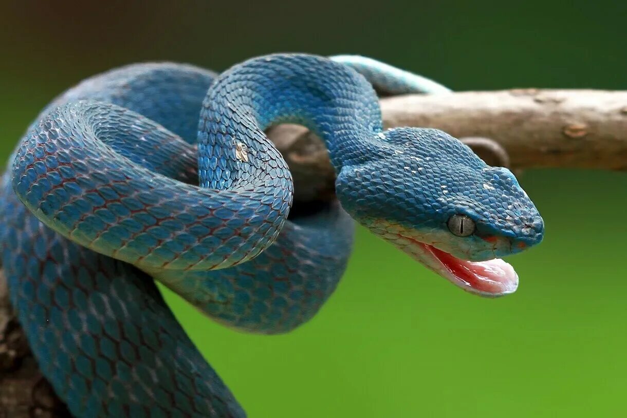 Как открыть змея геншин. Голубая гадюка. Trimeresurus insularis Blue. Гадюка с голубыми глазами. Змея семь цветов.