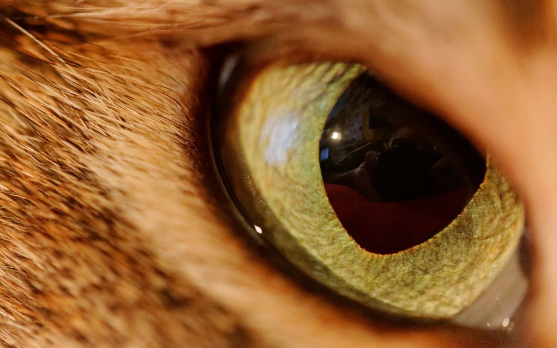 Желтыми как кошачьи глаза какое средство. Зрачок кошки. Глаза кошки. Необычные глаза животных. Зрачок тигра.