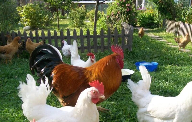 Деревенские курочки. Курочки в деревне. Деревенские куры. Куры во дворе. Петух в деревне.