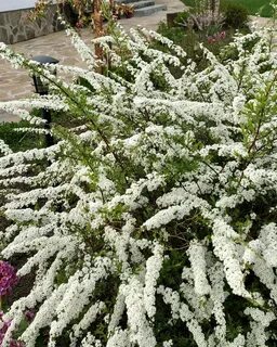 Кустарник спирея грефшейм