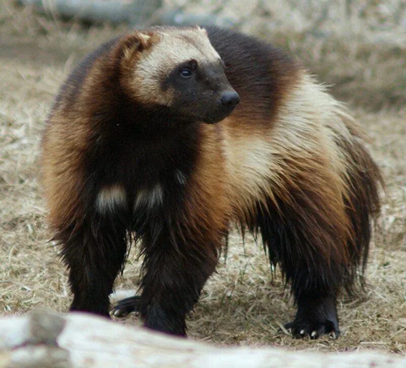 Гуло
