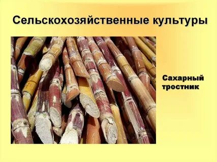 Древнейшие сельскохозяйственные культуры