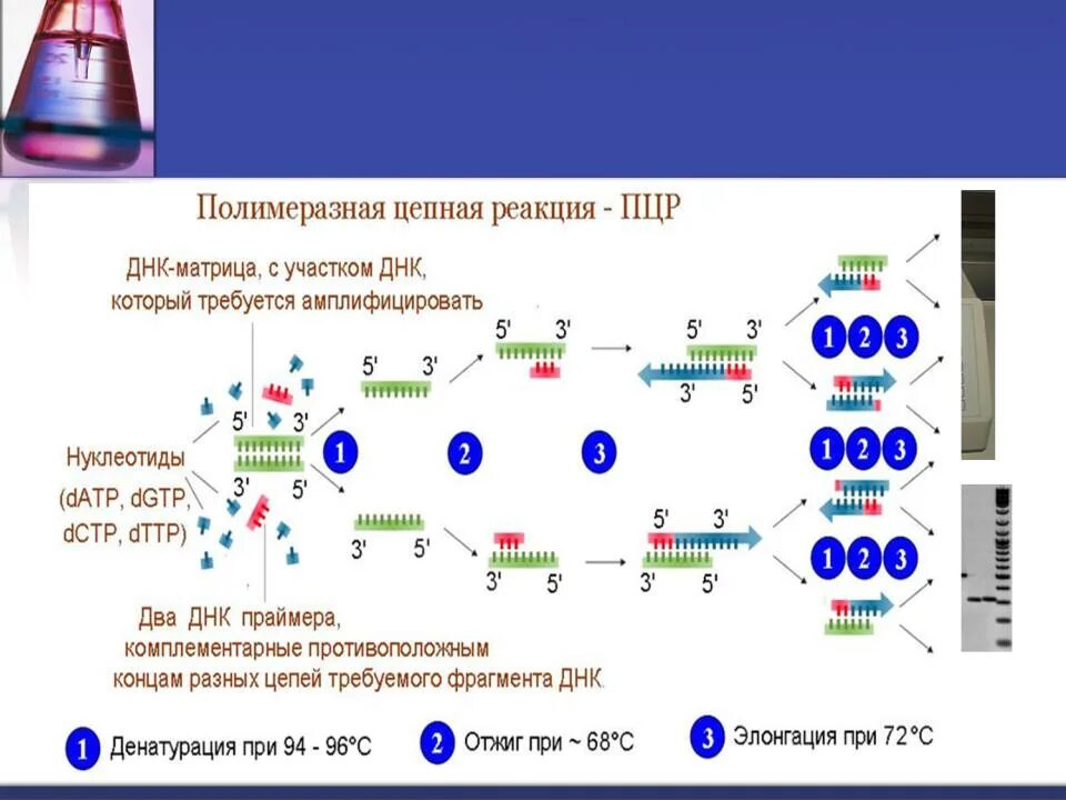 Участок ДНК. Полимеразная цепная реакция методы молекулярной биологии. ДНК матрица в ПЦР. Принципы ПЦР молекулярная биология.