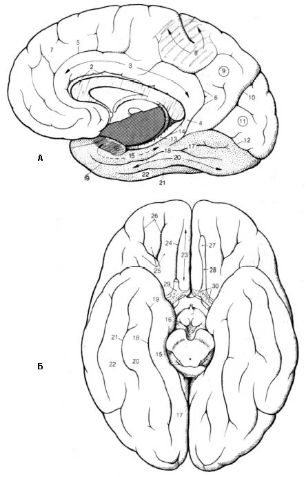 Медиальная поверхность головного мозга анатомия. Sulcus corporis callosi борозда мозолистого тела. Медиальная поверхность головного мозга борозды. Медиальная поверхность полушария головного мозга. Складчатая поверхность головного мозга