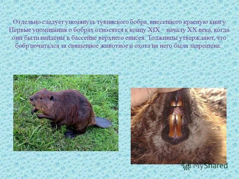 Бобр речной обыкновенный. Семейство бобров. К какой группе относятся бобры. Семейство бобровые представители. К какой группе относятся бобры.