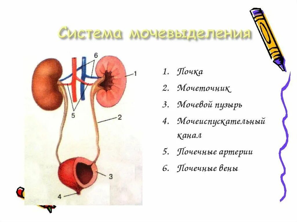 Процессы выделения человека