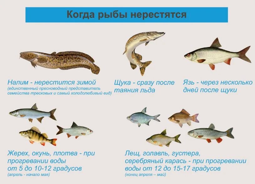 Когда запрещено ловить щуку. Вылов рыбы запрещен. Речная рыба запрещенная к вылову. Рыба нерестится. Разрешённый размер вылавливаемой рыбы.