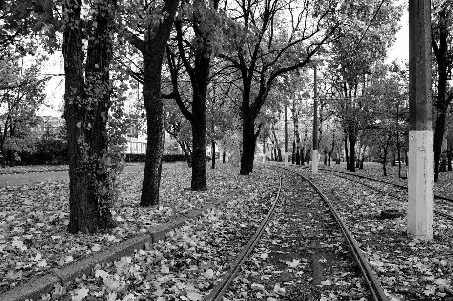 Есть в старом парке черный. Парк черно белый. Черно белая осень. Парк в черно белом цвете. Парк осенью в черно-белое.