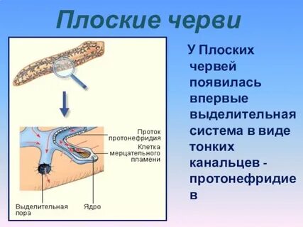 У каких животных впервые появилась полость