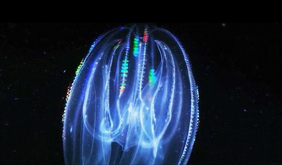 Comb jellies. Мнемиопсис медуза. Медуза Гребневик. Гребневики протерозой. Гребневик мнемиопсис в черном море.